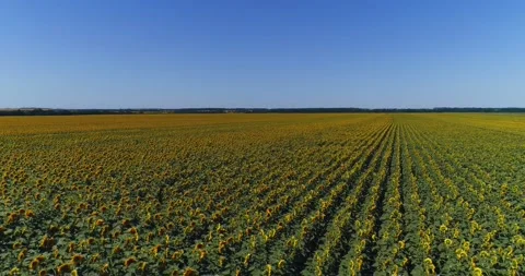 Sunflowers Stock Footage 134894890