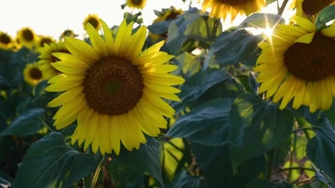 Sunflowers Stock Footage 135234378