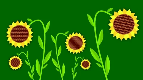 Sunflowers Stock Footage 135236812