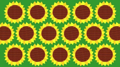 Sunflowers Stock Footage 135236840