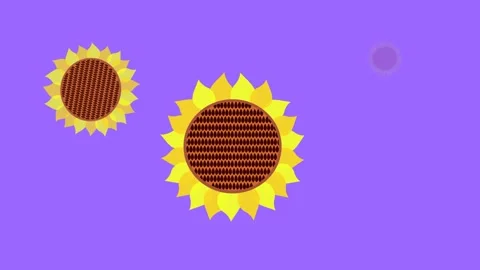 Sunflowers Stock Footage 135236843