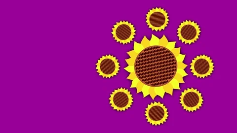 Sunflowers Stock Footage 135236870