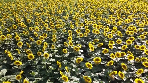 Sunflowers Stock Footage 135547363