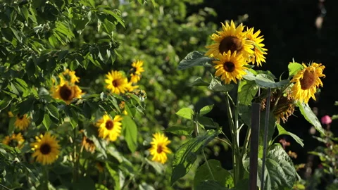 Sunflowers Stock Footage 147049009