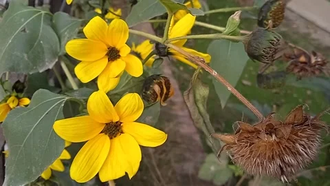 Sunflowers Stock Footage 150656511
