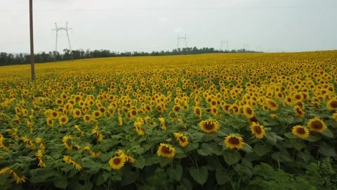 Sunflowers Stock Footage 159738867