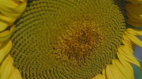 Sunflowers 動画素材 166857822