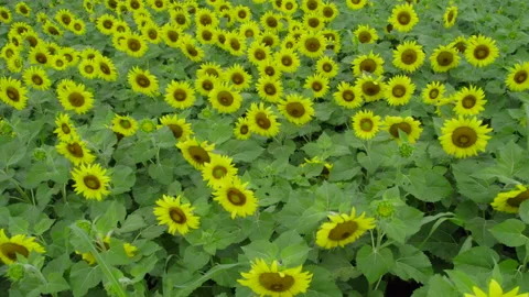 Sunflowers Stock Footage 200980044