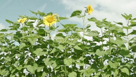 Sunflowers Stock Footage 231927911
