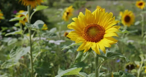 Sunflowers Video stock 246976335