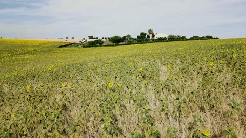 Sunflowers Vidéo 251986120
