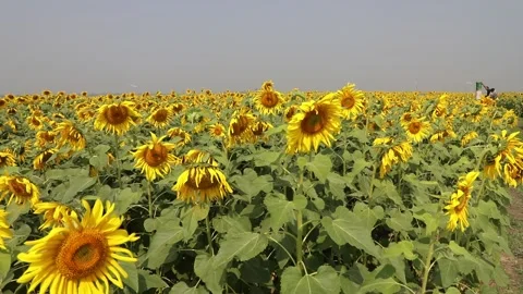 Sunflowers Stock Footage 262079136