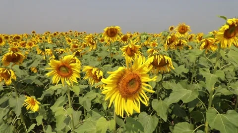 Sunflowers Stock Footage 262079176