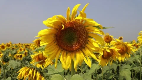 Sunflowers Stock Footage 262079221