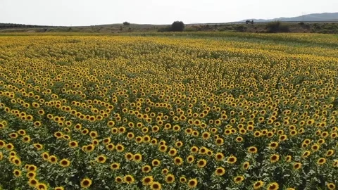 Sunflowers 스톡 동영상 265440784