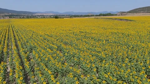 Sunflowers Stock Footage 280657216