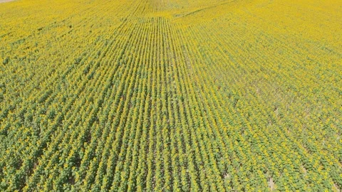 Sunflowers Stock Footage 280657235