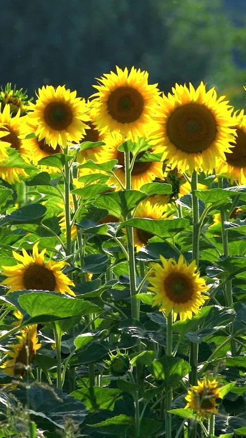 Sunflowers Stock Footage 293156638