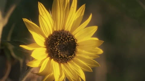 Sunflowers Stock Footage 319410269