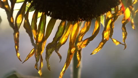 Sunflowers Stock Footage 319410663
