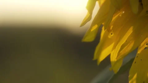 Sunflowers Stock Footage 319410717
