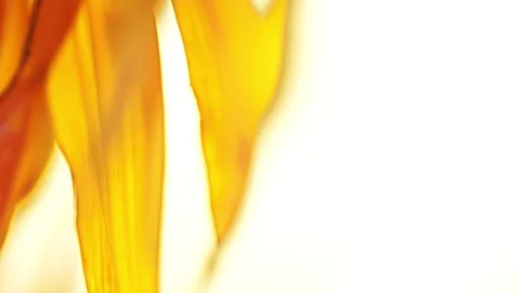 Sunflowers Stock Footage 319411137