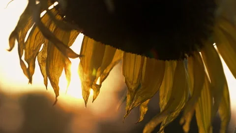 Sunflowers Stock Footage 319411693