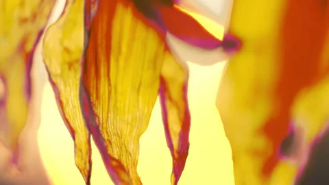 Sunflowers Stock Footage 319411907
