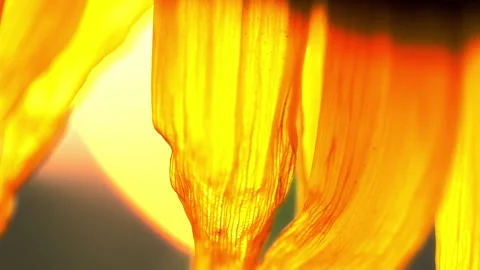 Sunflowers Stock Footage 319412282