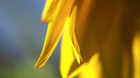 Sunflowers Stock Footage 319412475