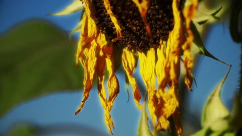 Sunflowers Stock Footage 319412785