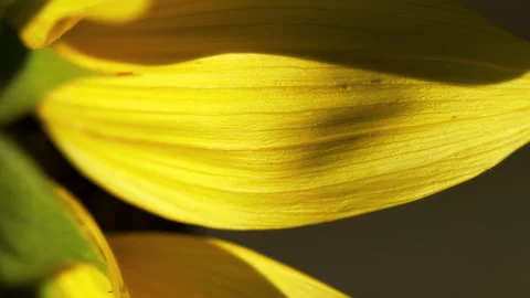 Sunflowers Stock Footage 319412809