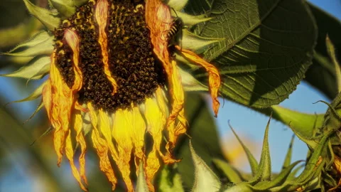 Sunflowers Stock Footage 319413217