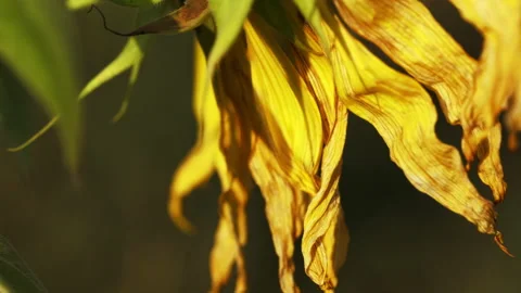 Sunflowers Stock Footage 319413400
