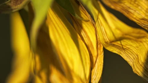 Sunflowers Stock Footage 319413485