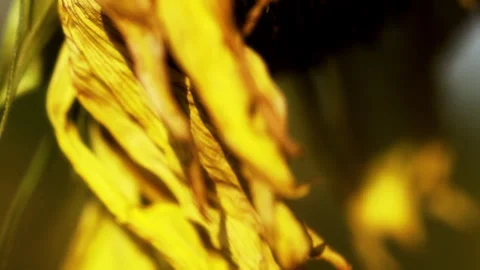 Sunflowers Stock Footage 319413619