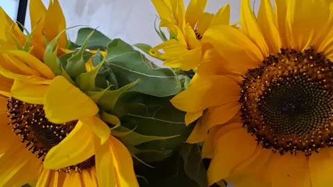Sunflowers Stock Footage 341676656