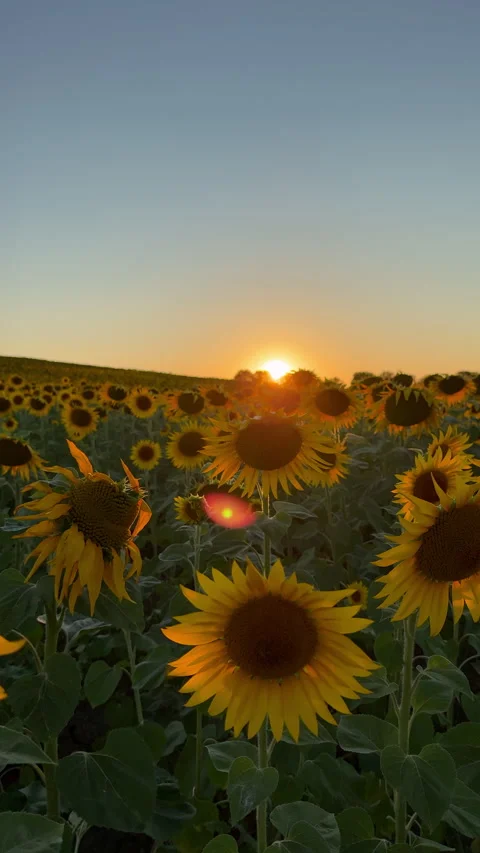 Sunflowers Stock Footage 342976018