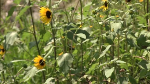 Sunflowers in Foreground Shallow Depth of Field Counter Clockwise Pan Stock Footage 132139428