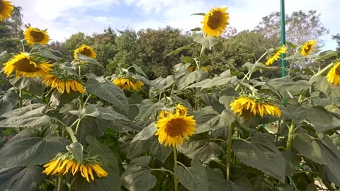 Sunflowers in full bloom and some drooped during evening hours before sunset. Stock Footage 300363940