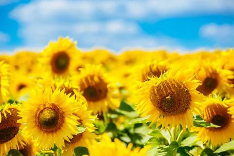 Sunflowers in full bloom dancing in the wind. Flowering sunflowers. Sunflower Foto stock