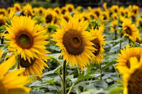 Sunflowers in full bloom in the field, selective focus Stock Photos