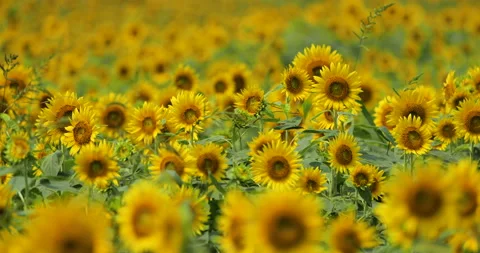 Sunflowers in full bloom. Stock Footage 149948303