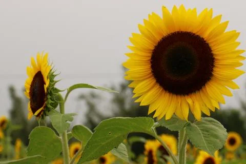 Sunflowers in full bloom Stock Photos