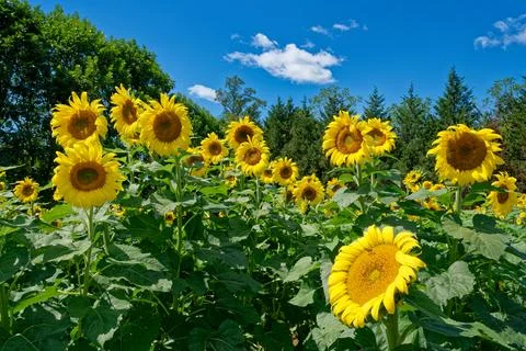 Sunflowers in full bloom Stock Photos
