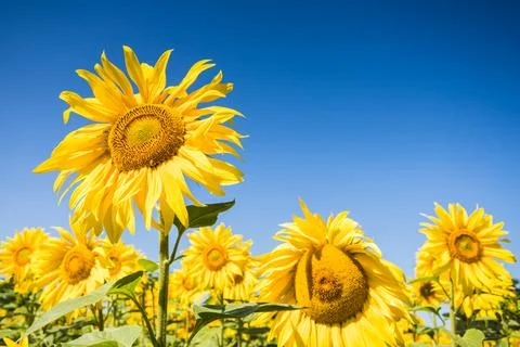 Sunflowers in full bloom Stock Photos