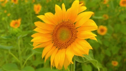 Sunflowers in full bloom in the sunflower field - FIX Stock Footage 281293795