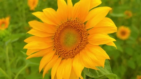 Sunflowers in full bloom in the sunflower field - Zoom in Stock Footage 281294497