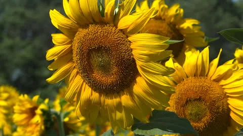 Sunflowers in garden Stock Footage 25337946