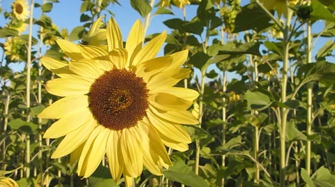 Sunflowers in the Garden Stock Footage 41427085